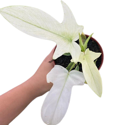 Ghost Mint